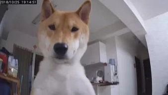 娱乐吃瓜酱监控小狗,小狗日常萌态大曝光！